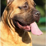 Perro de presa canario