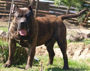 Perro de presa canario