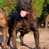 Perro de presa canario