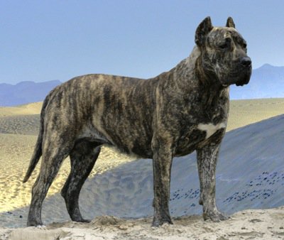 Perro de presa Canario, rase de câini, animale și rase
