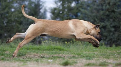 Perro de presa Canario, rase de câini, animale și rase