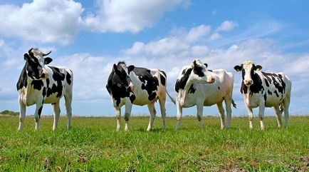 Sistem de digestie de bovine primare, ziar agrar de informare si publicitate - agroinfo