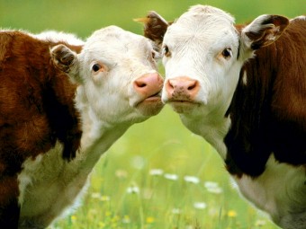Sistem de digestie de bovine primare, ziar agrar de informare si publicitate - agroinfo