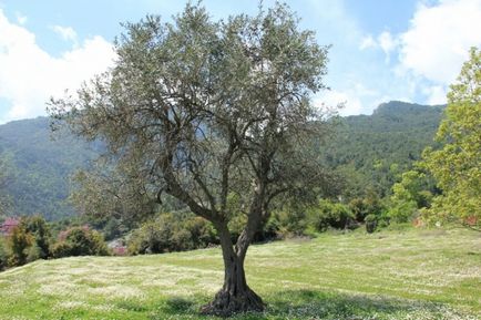 Először utazás Görögország, Paralia Katerini, Athén, Delphi, Litohoro Olympus