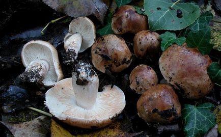 Пісочники - гриби, які відносяться до категорії їстівні