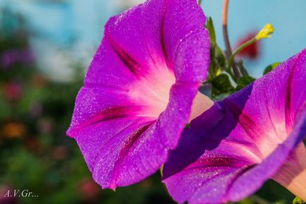 Petunia plantare și îngrijire (soiuri foto)