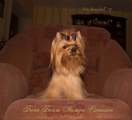 Kennel Yorkshire terrier, câine salon rus bona clopot