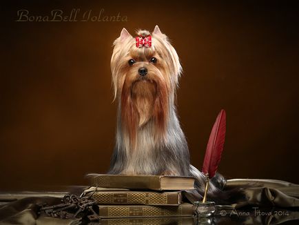 Kennel Yorkshire terrier, câine salon rus bona clopot