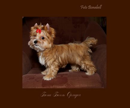 Kennel Yorkshire terrier, câine salon rus bona clopot