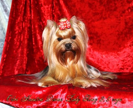 Kennel Yorkshire terrier, câine salon rus bona clopot