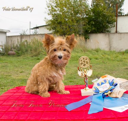 Kennel Yorkshire terrier, câine salon rus bona clopot