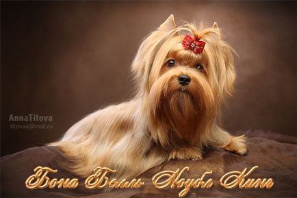 Kennel Yorkshire terrier, câine salon rus bona clopot