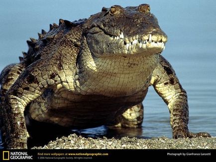 De ce crocodiliilor le place să se încălzească la soare