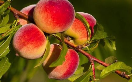 De ce nu are un fruct de piersici, o casă în sat