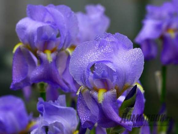 De ce irisurile nu infloresc 5 motive principale