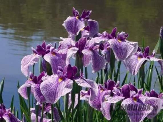 De ce irisurile nu infloresc 5 motive principale