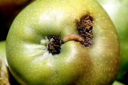 Чому обпадають незрілі яблука і що з цим робити, агропромисловий вісник