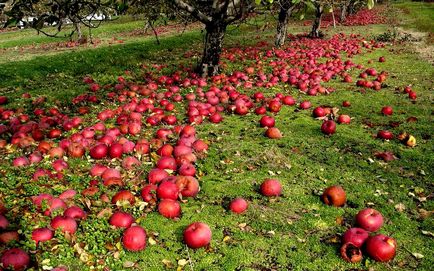 De ce cad merele imature și ce să facă, buletinul agroindustrial