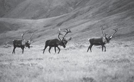 De ce tundra este numită prairie înghețată