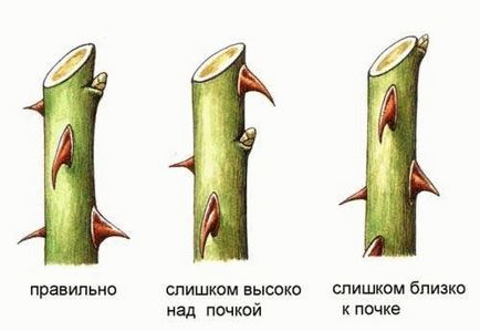 Грунтопокривні троянди - посадка і догляд, вирощування грунтопокривних троянд, розмноження і обрізка