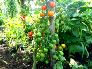Підживлення томатів у відкритому грунті, мій улюблений город