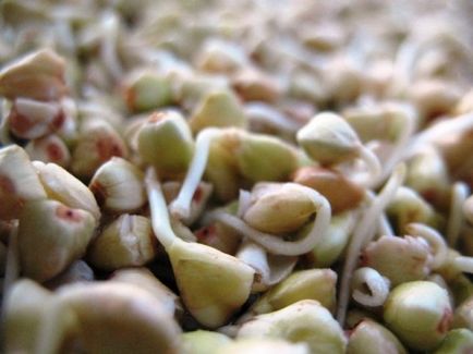Beneficii de hrișcă germinat decât va ajuta la cereale - sunteți o zeiță - un site care aduce fericire