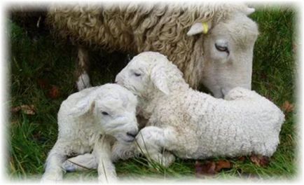 Hasmenés bárány, mint kezelésére különböző betegségek hasonló tünetekkel