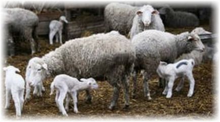 Hasmenés bárány, mint kezelésére különböző betegségek hasonló tünetekkel