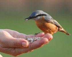 Nuthatch - conținut în biologie de origine, ecologie, reproducere, comportament, nutriție, dușmani, kruk