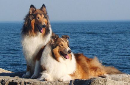 Породи собак середніх розмірів опис і фото
