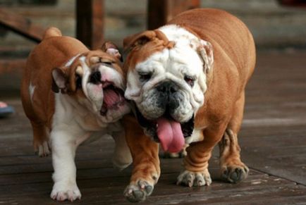 Rase de descriere și foto a câinilor de mărime medie