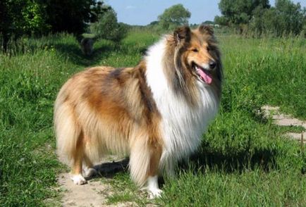 Породи собак середніх розмірів опис і фото