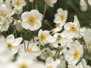 Plantarea anemonei japoneze în aer liber și îngrijirea pentru aceasta