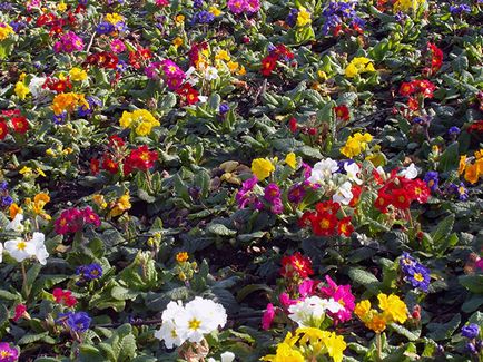 Vetés virágok áprilisban a nyílt terepen