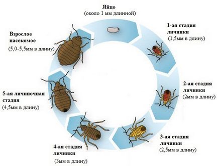 Bug-uri de pat cum arată, cum să găsească bug-uri într-un mod apartament pentru a face cu ele