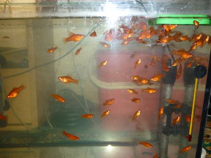 Практичні поради з вирощування молоді, акваріумні рибки