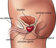 Cauze ale arderii în anus și prostată