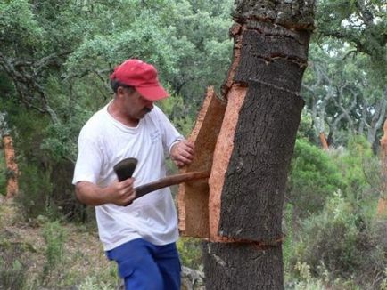 Pluta de cork - recolta pentru cei mai rabdatori agricultori