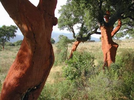 Pluta de cork - recolta pentru cei mai rabdatori agricultori