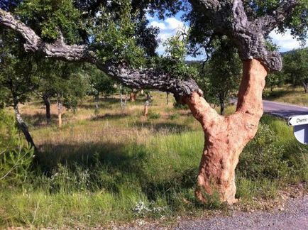 Cork - betakarítás a legtöbb beteg a gazdák