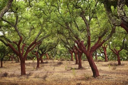 Pluta de cork - recolta pentru cei mai rabdatori agricultori