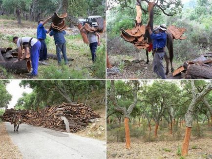 Pluta de cork - recolta pentru cei mai rabdatori agricultori