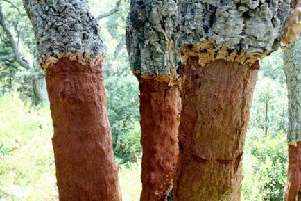 Pluta de cork - recolta pentru cei mai rabdatori agricultori