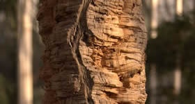 Cork copac mai multe dintre ele pe planetă, cu atât mai bine pentru toată lumea