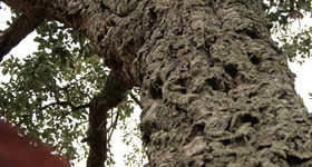 Cork többen a bolygón, annál jobb az összes