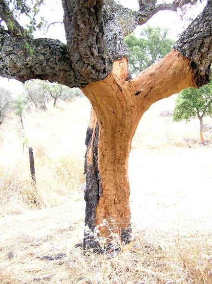 Arborele de copac este o viață unică a plantelor