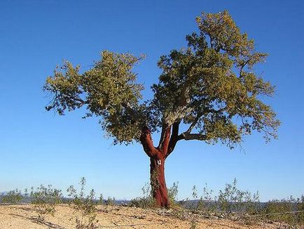Arborele de copac este o viață unică a plantelor