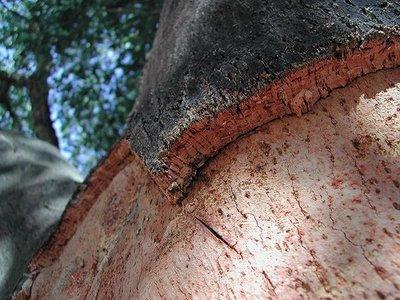 Коркове дерево унікум рослинного світу