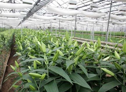 Ipari liliomok kényszeríti (Gardener) Ipari desztilláció liliomok