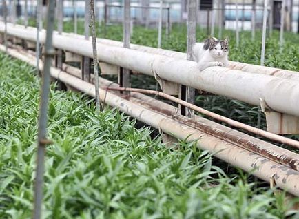 Ipari liliomok kényszeríti (Gardener) Ipari desztilláció liliomok